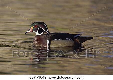 Wood Duck View Large Photo Image Stock Photo - Wood Duck. Fotosearch