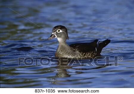 Wood Duck View Large Photo Image Stock Photography - Wood Duck. Fotosearch