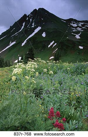 Stock Photo - Yankee Boy Basin, Uncompahgre National Forest, Colorado, USA. Fotosearch