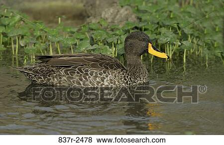 Yellow-billed Duck View Large Photo Image Stock Photo - Yellow-billed Duck. Fotosearch
