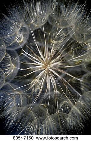 Yellow Salsify in Seed Stage View Large Photo Image Stock Image - Yellow Salsify in Seed Stage. Fotosearch
