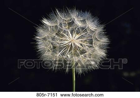 Yellow Salsify in Seed Stage View Large Photo Image Stock Image - Yellow Salsify in Seed Stage. Fotosearch
