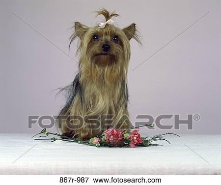 Yorkshire Terrier View Large Photo Image Stock Photo - Yorkshire Terrier. Fotosearch