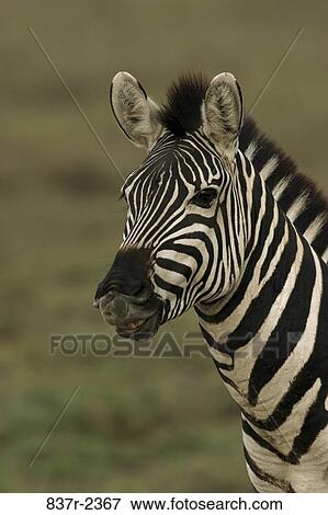 Zebra View Large Photo Image Stock Photo - Zebra. Fotosearch