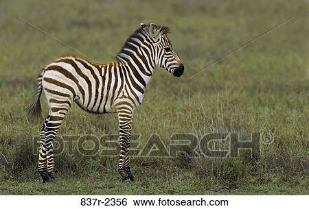 Stock Photograph - Zebra. Fotosearch