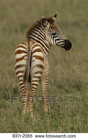 Zebra View Large Photo Image Stock Photography - Zebra. Fotosearch