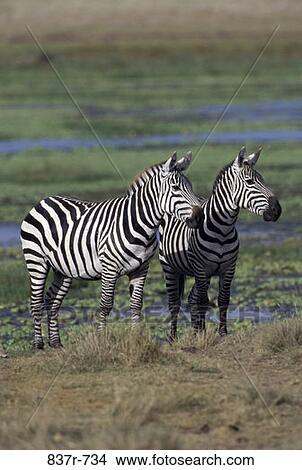 Picture - Zebras. Fotosearch