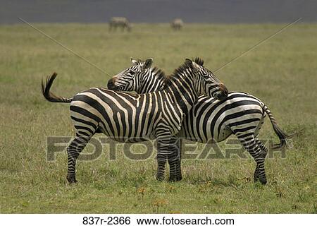 Zebras View Large Photo Image Stock Photograph - Zebras. Fotosearch