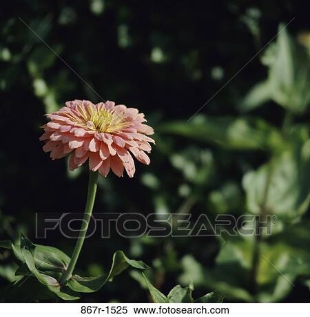 Zinnia View Large Photo Image Stock Photography - Zinnia. Fotosearch