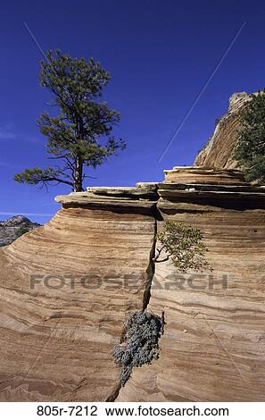 Zion National Park, Utah, USA View Large Photo Image Stock Image - Zion National Park, Utah, USA. Fotosearch