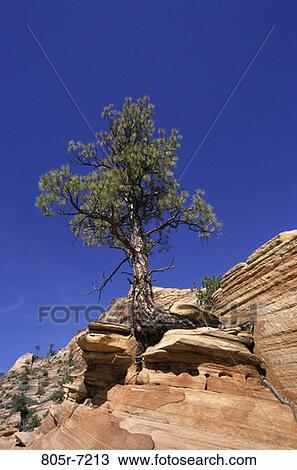 Zion National Park, Utah, USA View Large Photo Image Stock Image - Zion National Park, Utah, USA. Fotosearch