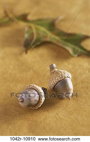 Stock Image - acorns, nature, season, nuts, leaf, autumn. Fotosearch