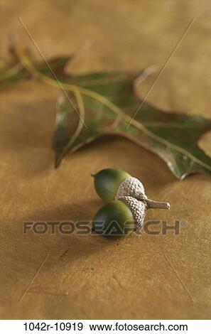 acorns, nature, season, nuts, leaf, autumn View Large Photo Image Stock Photo - acorns, nature, season, nuts, leaf, autumn. Fotosearch