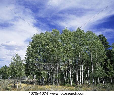 Aspen Trees, Wyoming, USA View Large Photo Image Picture - Aspen Trees, Wyoming, USA. Fotosearch