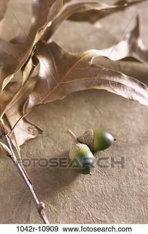 Autumn season, nature, season, nuts, leaf, autumn View Large Photo Image Stock Photo - Autumn season, nature, season, nuts, leaf, autumn. Fotosearch