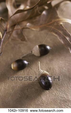 Stock Photograph - Autumn season, nature, season, nuts, leaf, autumn. Fotosearch