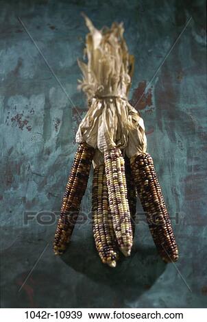 corn, autumn, nature, bundle, season, bundled View Large Photo Image Stock Photo - corn, autumn, nature, bundle, season, bundled. Fotosearch