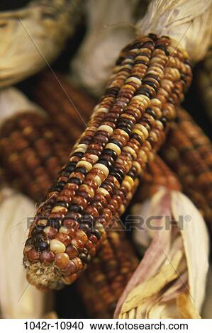 corn, autumn, nature, close-up, season, Autumn season View Large Photo Image Stock Image - corn, autumn, nature, close-up, season, Autumn season. Fotosearch