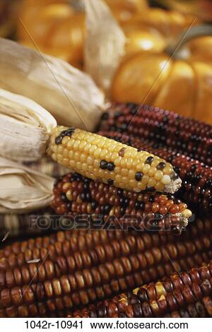 corn, autumn, nature, pumpkins, season, Autumn season View Large Photo Image Stock Image - corn, autumn, nature, pumpkins, season, Autumn season. Fotosearch
