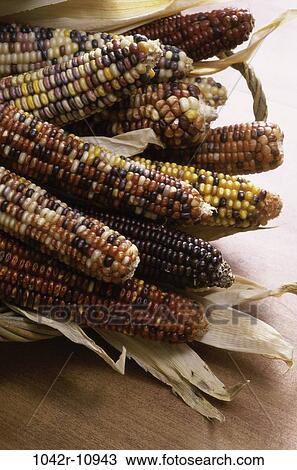corn, autumn, nature, still life, season, Autumn season View Large Photo Image Stock Image - corn, autumn, nature, still life, season, Autumn season. Fotosearch