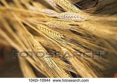 Field, farm, wheat, farming, grain, crop, industry View Large Photo Image Picture - Field, farm, wheat, farming, grain, crop, industry. Fotosearch
