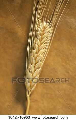 Field, farm, wheat, farming, grain, crop, industry View Large Photo Image Stock Image - Field, farm, wheat, farming, grain, crop, industry. Fotosearch