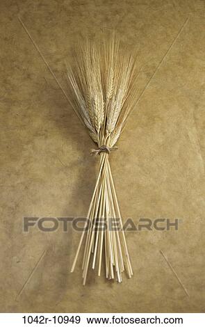 Field, farm, wheat, farming, grain, crop, industry View Large Photo Image Stock Photo - Field, farm, wheat, farming, grain, crop, industry. Fotosearch