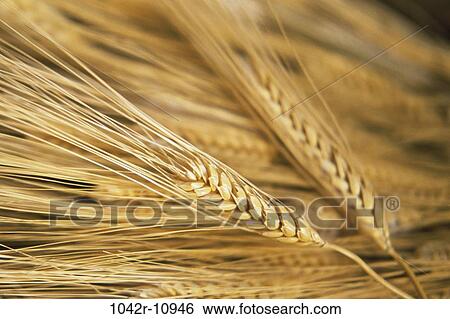 Field, farm, wheat, farming, grain, crop, industry View Large Photo Image Stock Photograph - Field, farm, wheat, farming, grain, crop, industry. Fotosearch