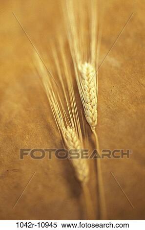 Stock Photography - Field, farm, wheat, farming, grain, crop, industry. Fotosearch