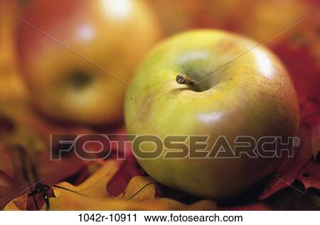 leaves, apples, fruits, food, still life, Fruit food View Large Photo Image Stock Image - leaves, apples, fruits, food, still life, Fruit food. Fotosearch