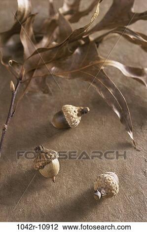 Stock Image - leaves, autumn, nature, nuts, season, acorns. Fotosearch