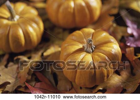 leaves, autumn, nature, pumpkins, season, Pumpkins various View Large Photo Image Stock Image - leaves, autumn, nature, pumpkins, season, Pumpkins various. Fotosearch