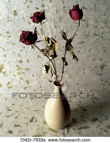 plants, flowers, dried, nature, arrangement, roses, vase View Large Photo Image Stock Image - plants, flowers, dried, nature, arrangement, roses, vase. Fotosearch