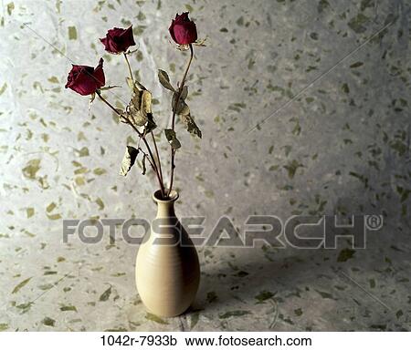 plants, flowers, dried, nature, arrangement, roses, vase View Large Photo Image Stock Image - plants, flowers, dried, nature, arrangement, roses, vase. Fotosearch