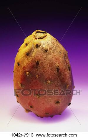 Prickly Pear View Large Photo Image Stock Image - Prickly Pear. Fotosearch