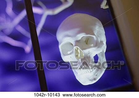 spooky, floating, window, Halloween, skull, eerie, holiday View Large Photo Image Stock Image - spooky, floating, window, Halloween, skull, eerie, holiday. Fotosearch