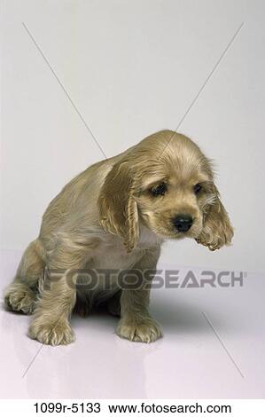 Cocker Spaniel View Large Photo Image Stock Image - Cocker Spaniel. Fotosearch