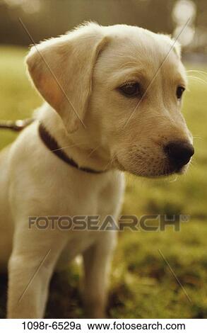 dog, puppy, pet, outdoors, animal, mammal View Large Photo Image Stock Image - dog, puppy, pet, outdoors, animal, mammal. Fotosearch