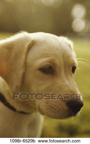 dog, puppy, pet, outdoors, animal, headshot View Large Photo Image Stock Image - dog, puppy, pet, outdoors, animal, headshot. Fotosearch