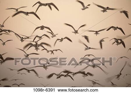 flight, bird, flying, outdoors, animal, airborne View Large Photo Image Stock Image - flight, bird, flying, outdoors, animal, airborne. Fotosearch