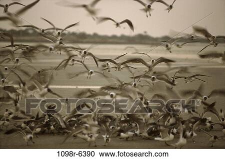 flight, bird, flying, outdoors, black and white, animal View Large Photo Image Stock Image - flight, bird, flying, outdoors, black and white, animal. Fotosearch