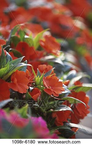 Impatiens View Large Photo Image Stock Image - Impatiens. Fotosearch