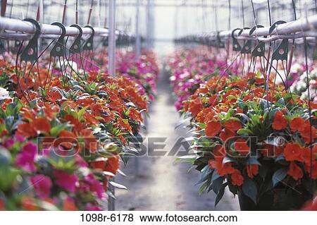 Stock Photo - Impatiens. Fotosearch