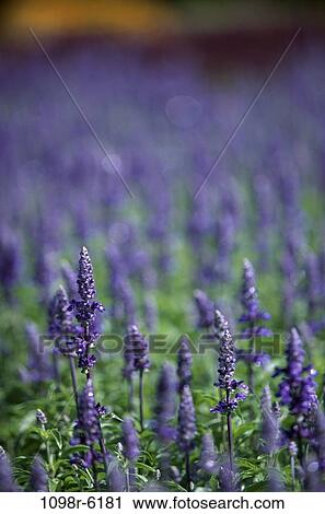 Lupines View Large Photo Image Stock Image - Lupines. Fotosearch