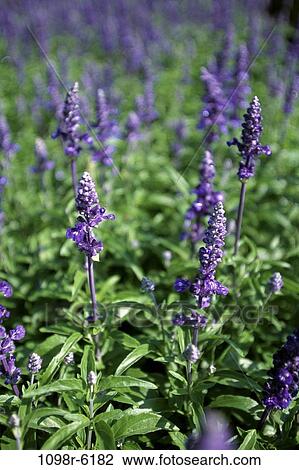 Lupines View Large Photo Image Stock Image - Lupines. Fotosearch