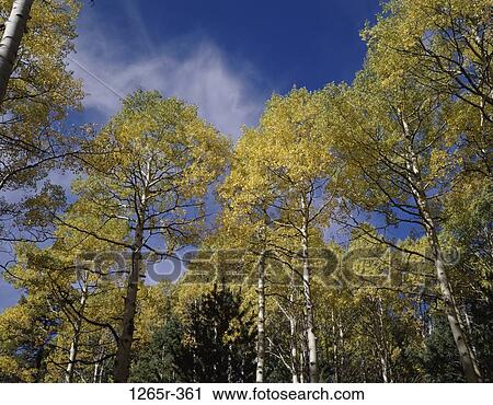 Aspens, Coconino National Forest, Arizona, USA View Large Photo Image Stock Image - Aspens, Coconino National Forest, Arizona, USA. Fotosearch