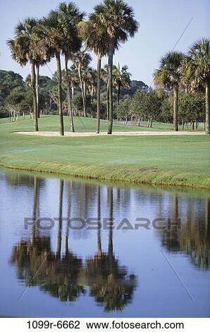 Field, water, golf, sports, palms, reflect View Large Photo Image Stock Image - Field, water, golf, sports, palms, reflect. Fotosearch