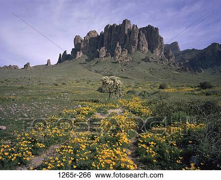 Lost Dutchman State Park, Arizona, USA View Large Photo Image Stock Photograph - Lost Dutchman State Park, Arizona, USA. Fotosearch