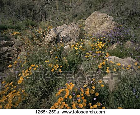 Mexican Goldpoppies View Large Photo Image Stock Image - Mexican Goldpoppies. Fotosearch
