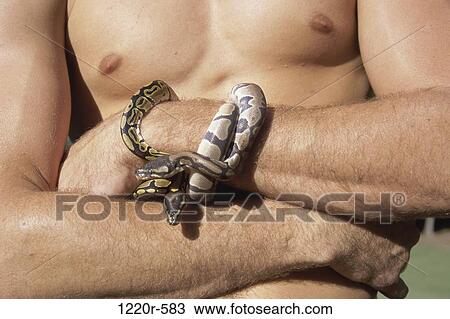 people, animals, wrapped, snakes, pets View Large Photo Image Stock Image - people, animals, wrapped, snakes, pets. Fotosearch